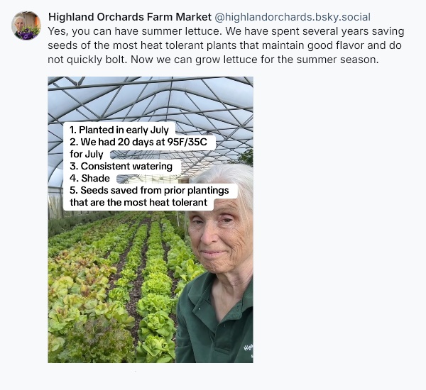 heat-tolerant lettuce