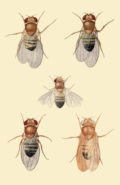 Drosophila melanogaster fruitflies