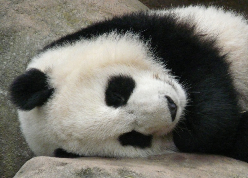giant panda