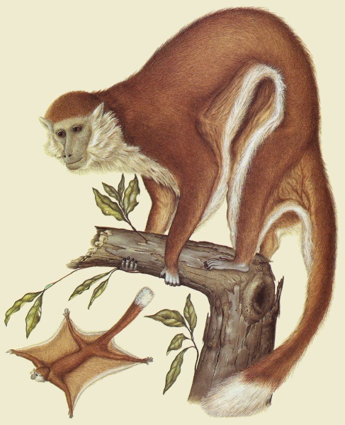 flunkey