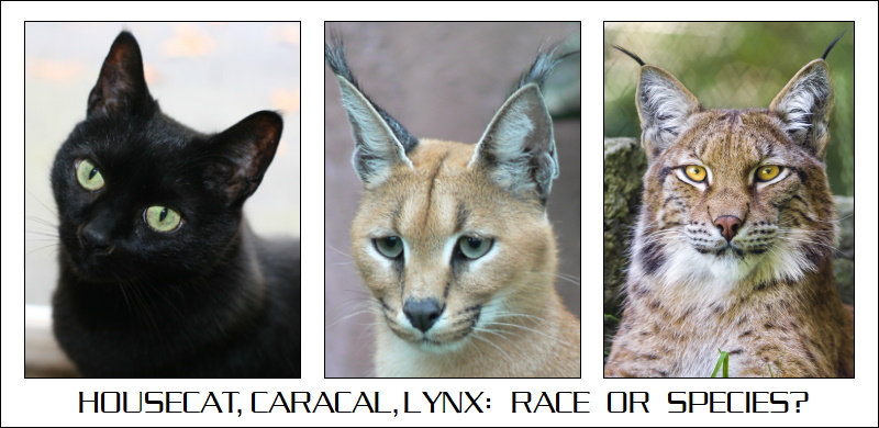 race or species