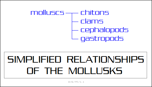 simplified relationships of the mollusks