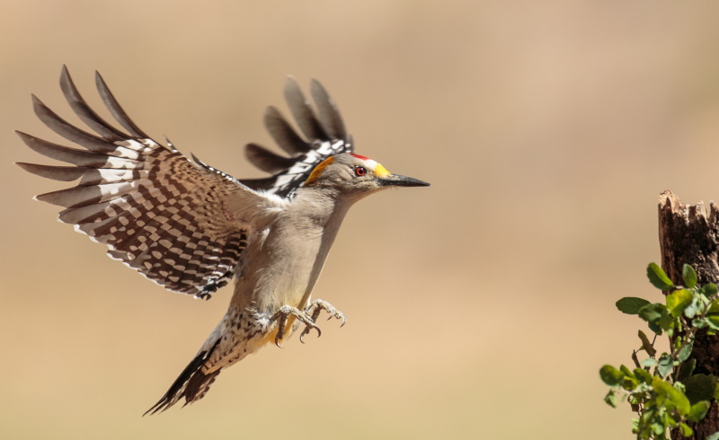 WOODPECKER